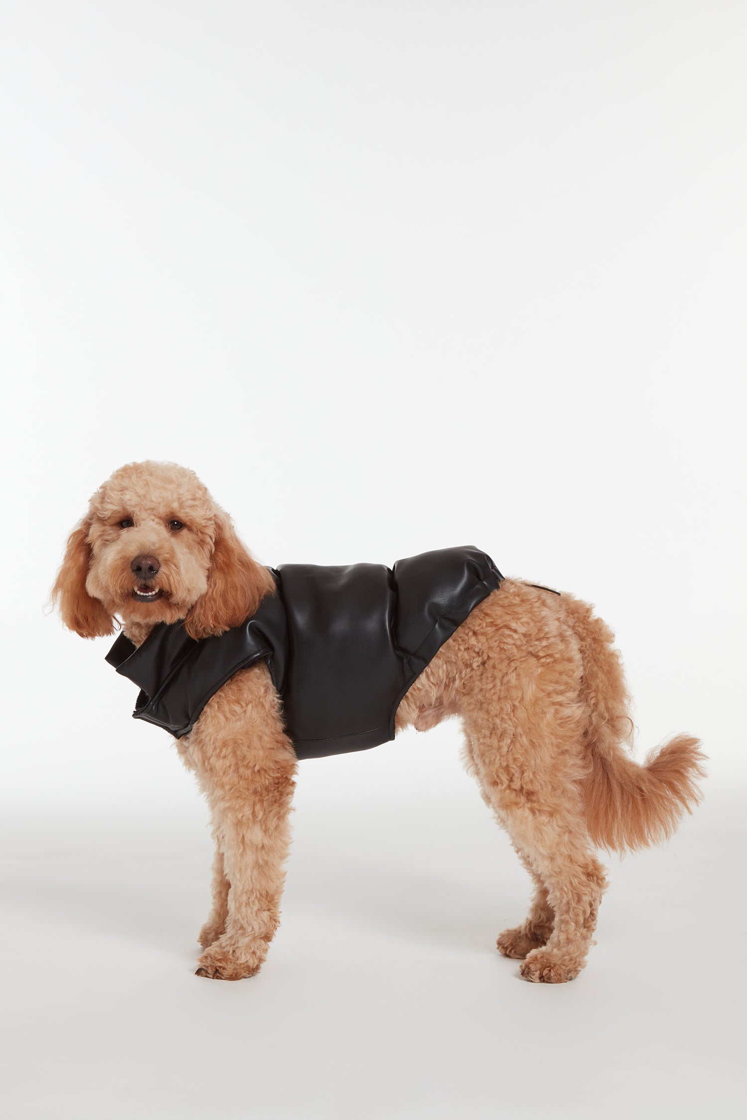 Dog sales harley jacket